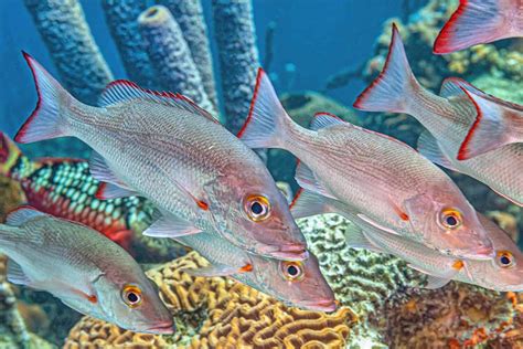 Different Types of Snapper .
